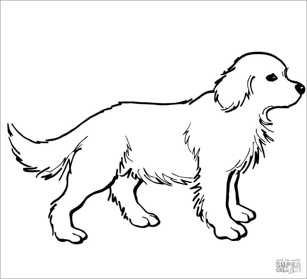 Labrador Coloring Pages ColoringBay