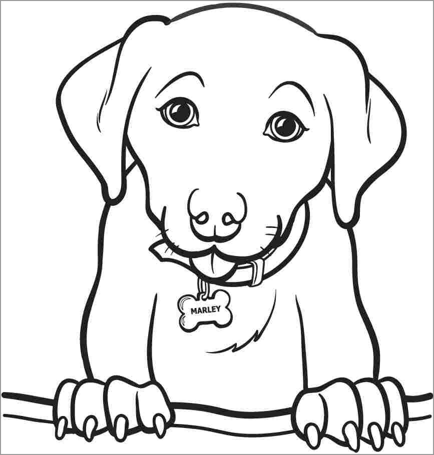 Labrador Coloring Pages ColoringBay