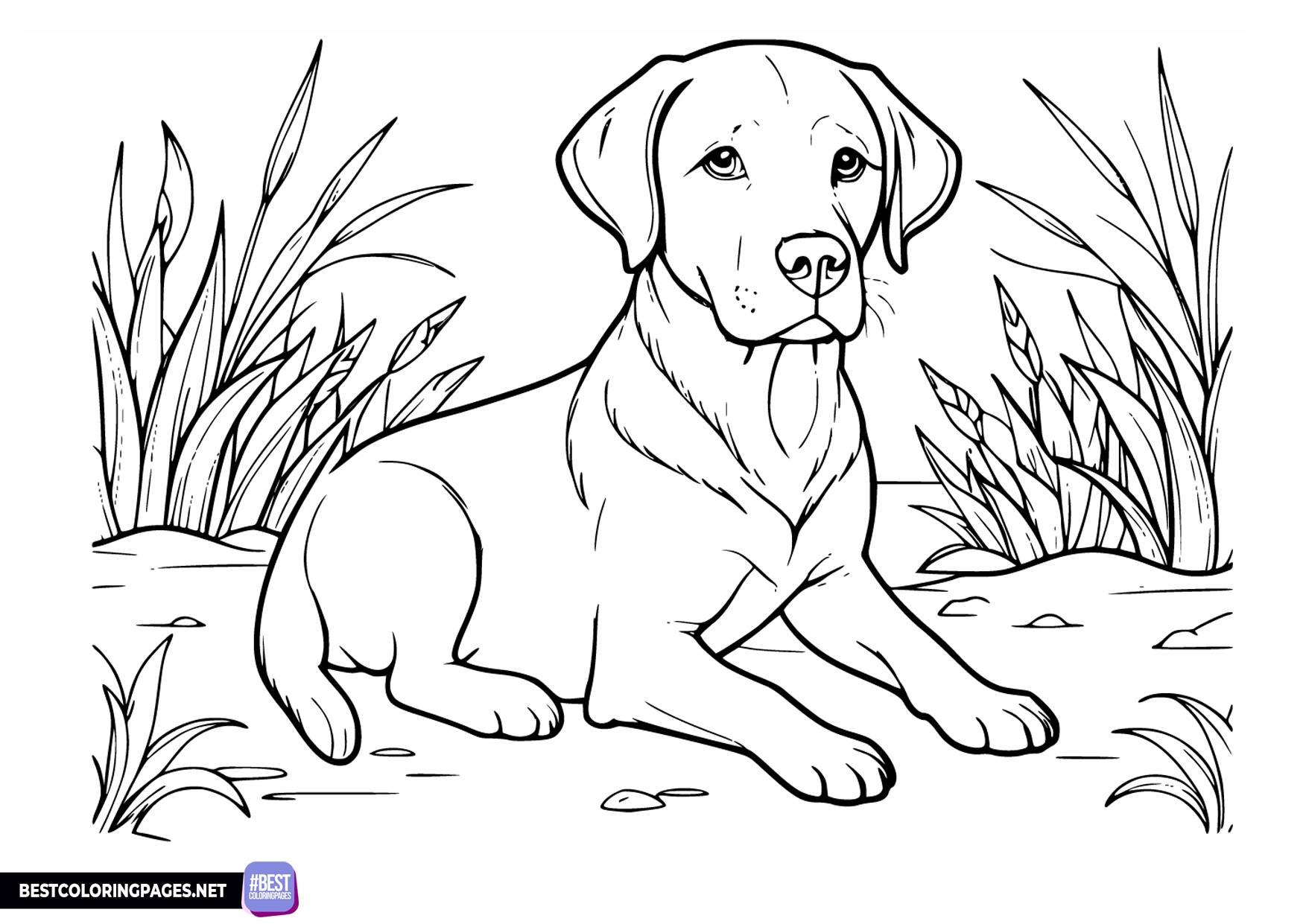 Labrador Retriever Coloring Book Free Printable Coloring Pages