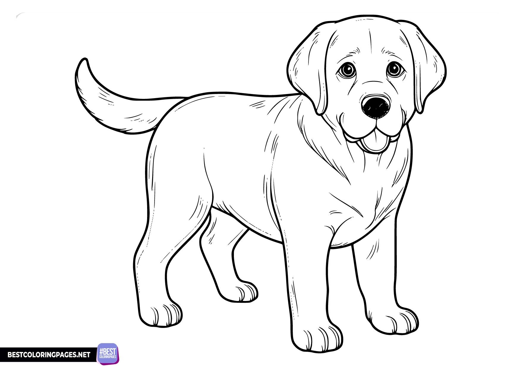 Labrador Coloring Page