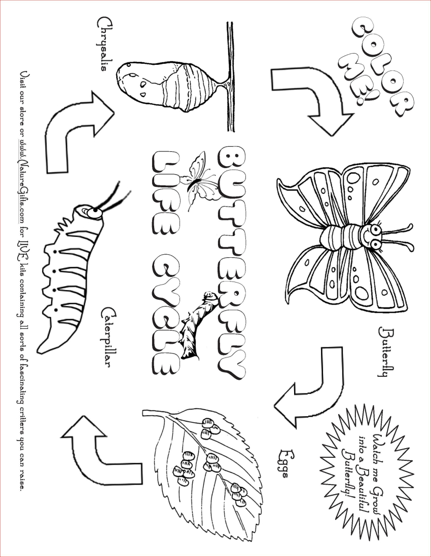 Life Cycle Of A Flower Coloring Page
