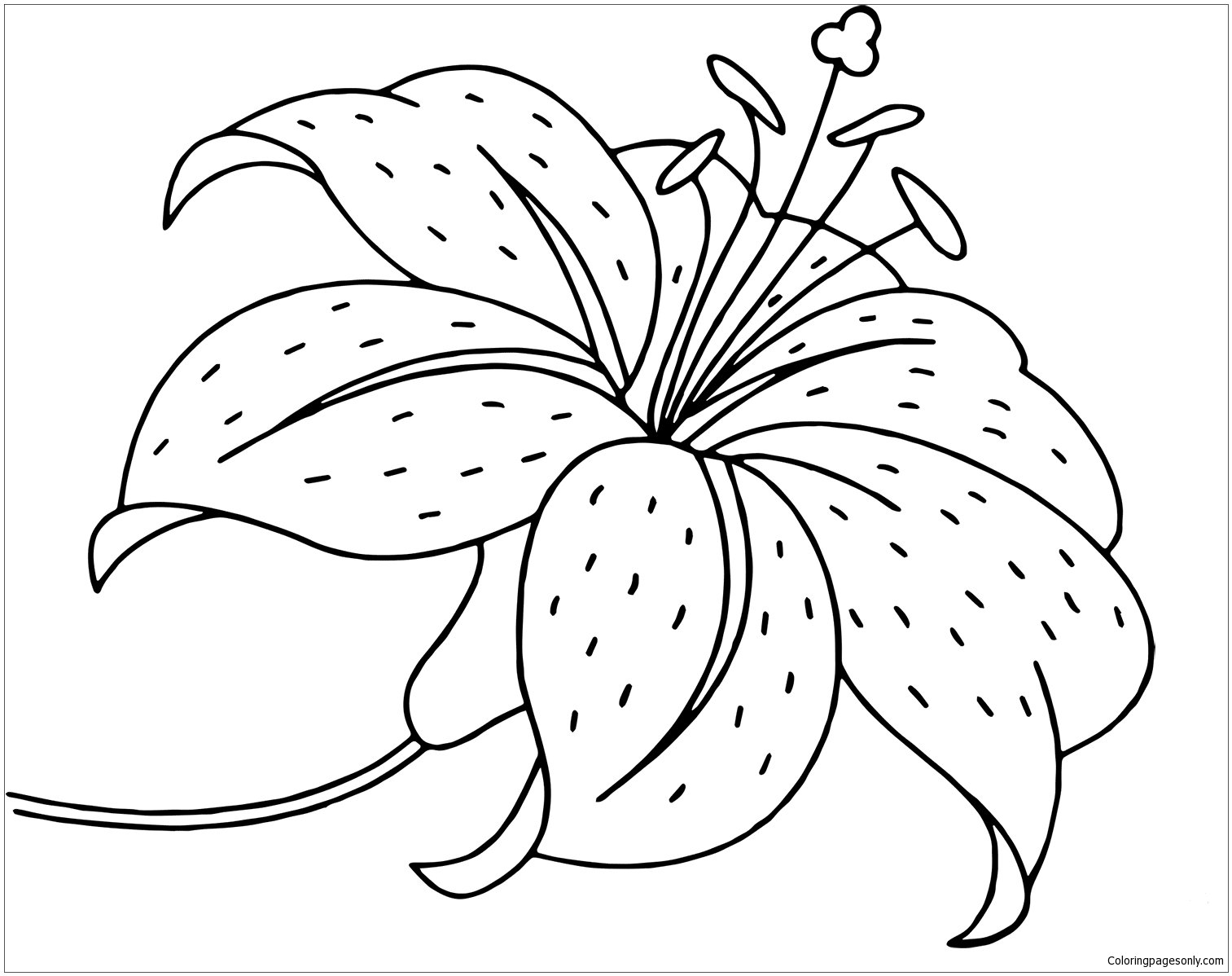 Lily Coloring Pages