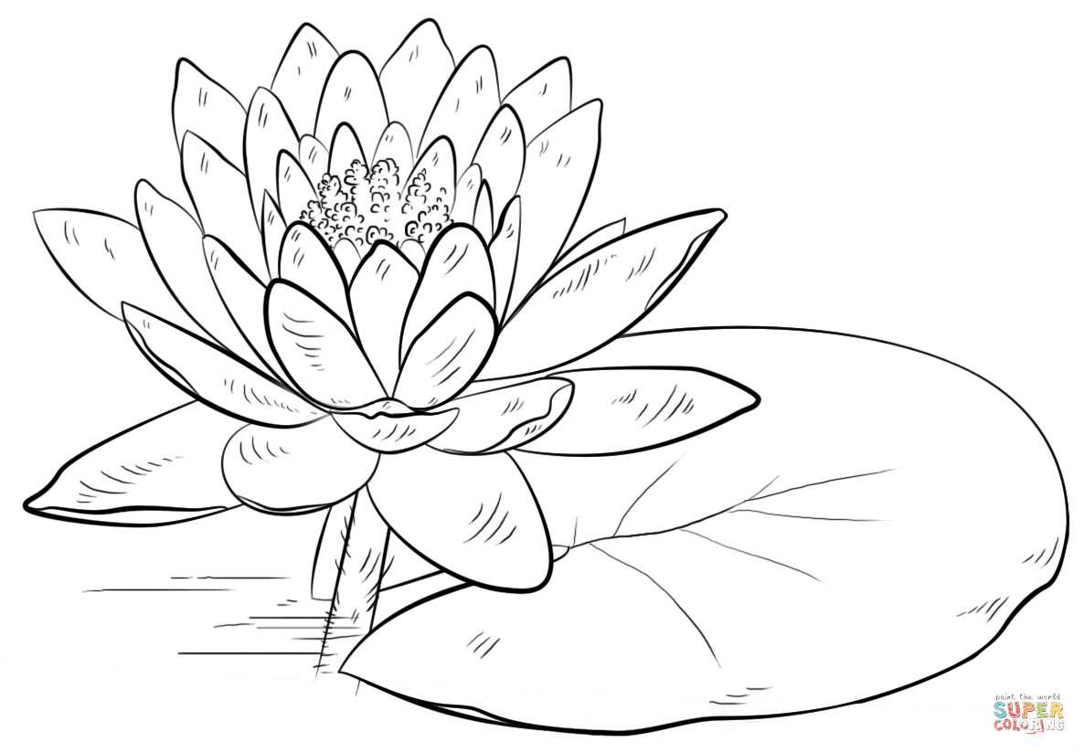 Lily Pad Coloring Page