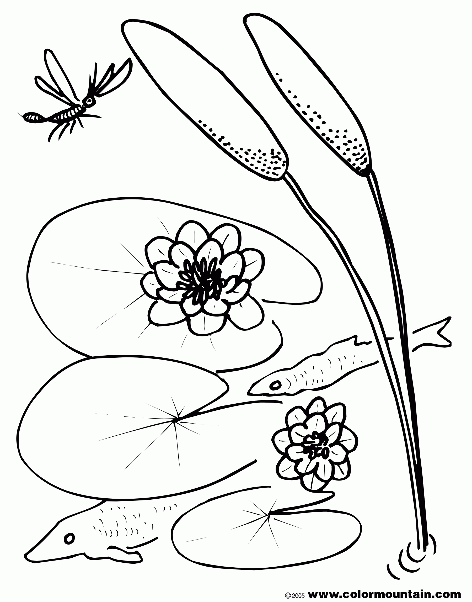 Lily Pad Flower Coloring Pages Coloring Home