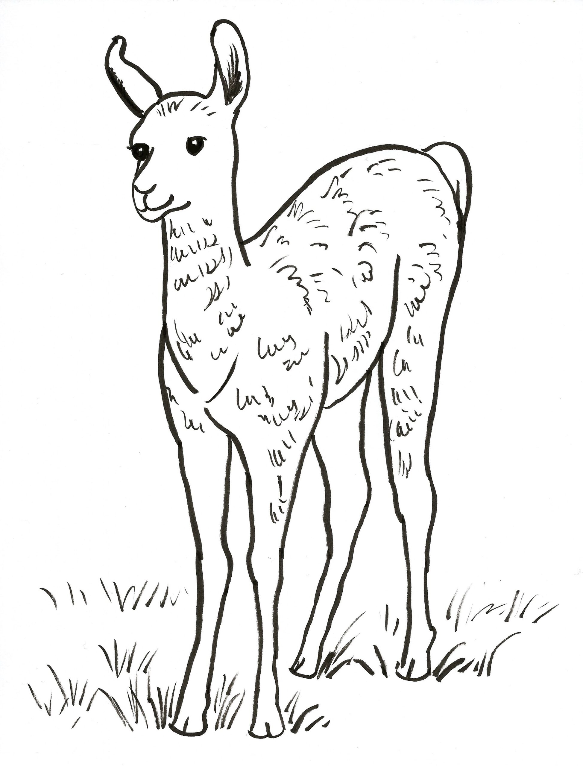 Llama Coloring Page Samantha Bell