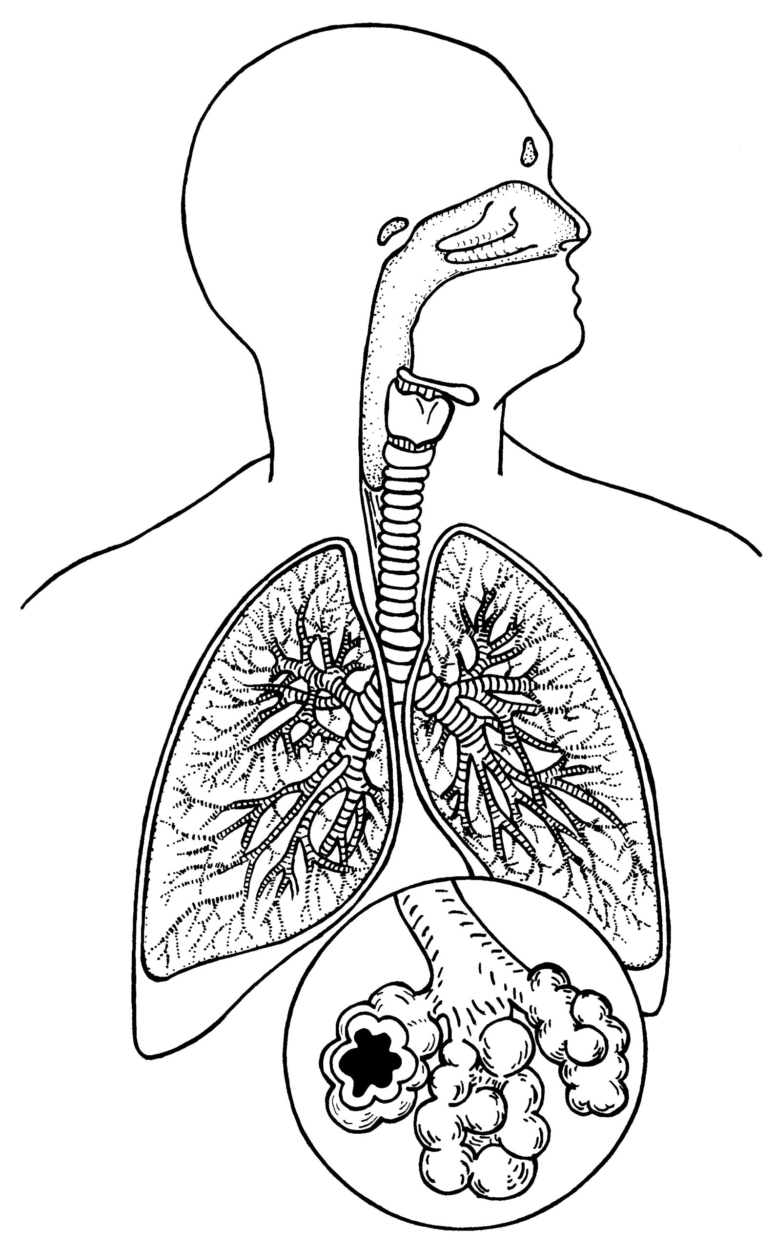 Loudlyeccentric 30 Respiratory System Coloring Sheets