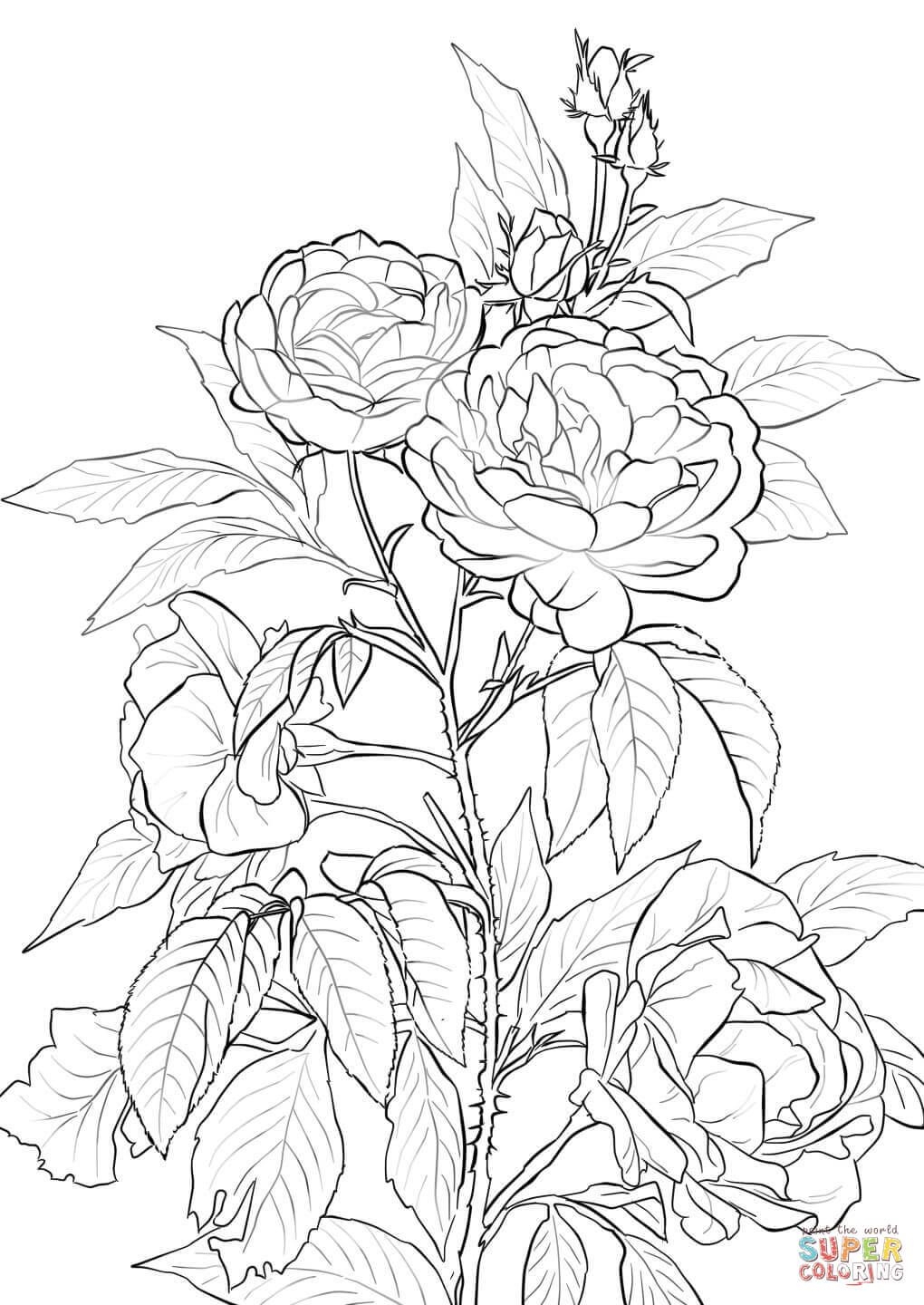 Loudlyeccentric 31 Roses Coloring Pages For Adults