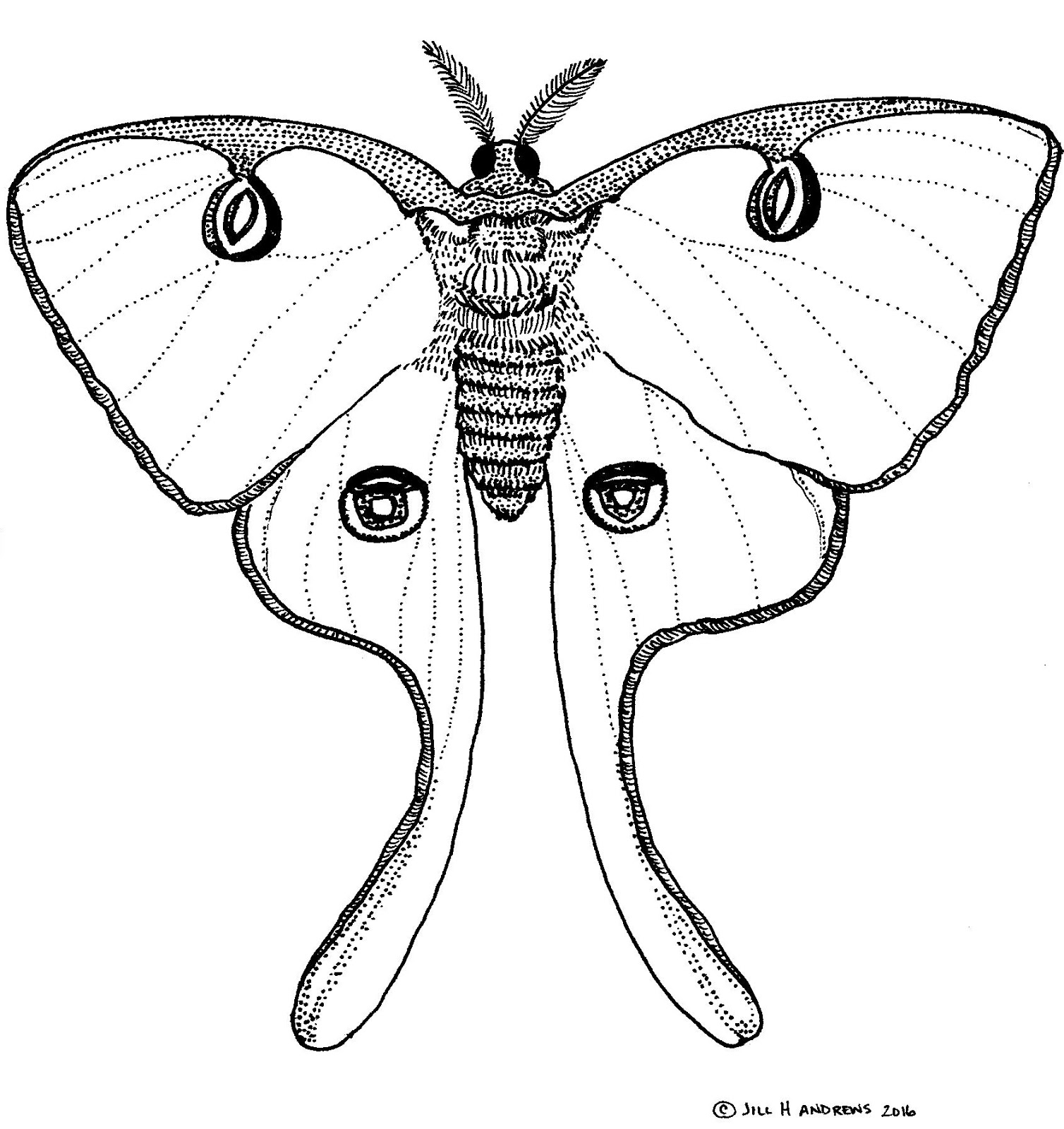 Lunar Moth Coloring Pages Coloring Pages