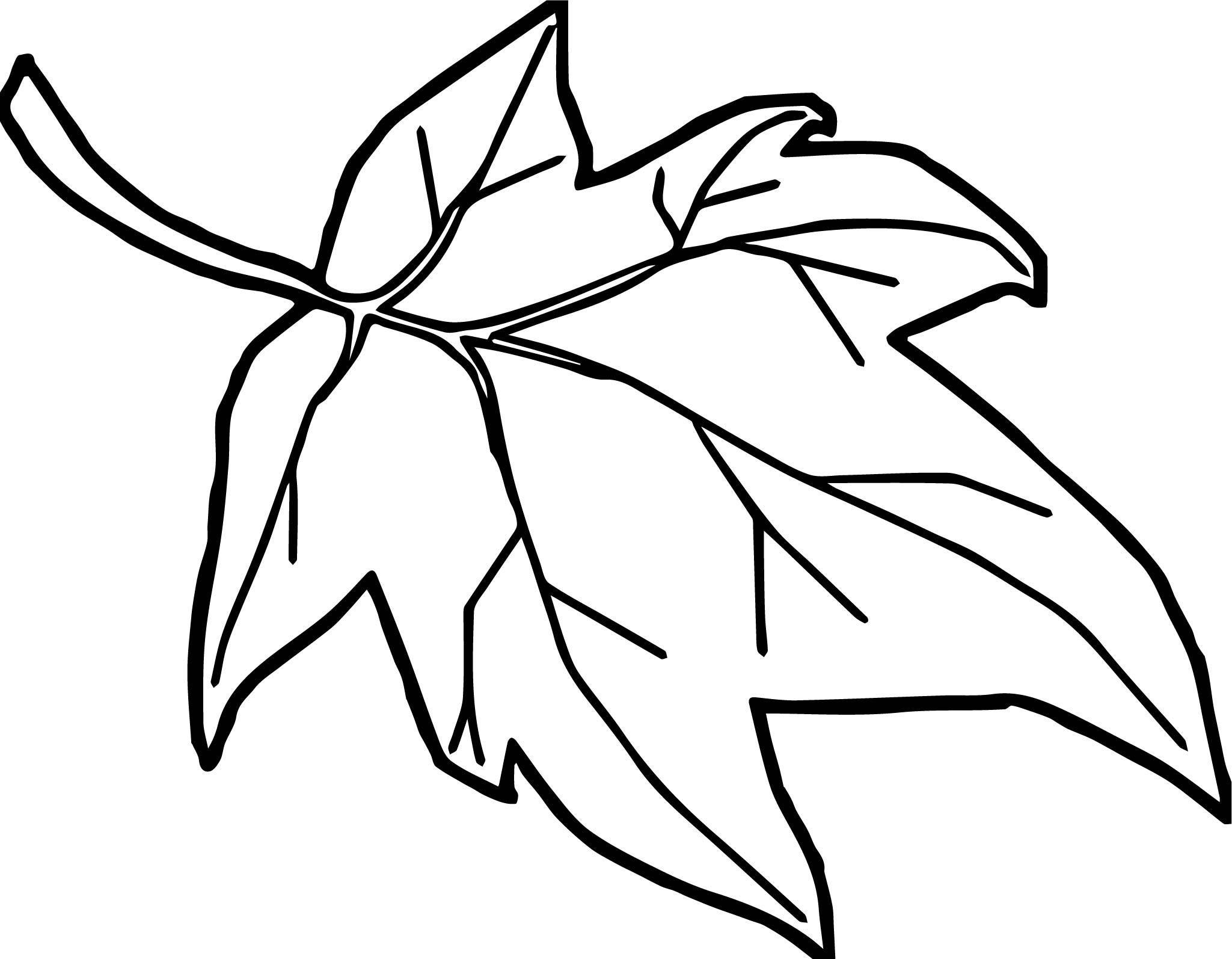 Maple Leaf Coloring Page At GetColorings Free Printable Colorings Pages To Print And Color
