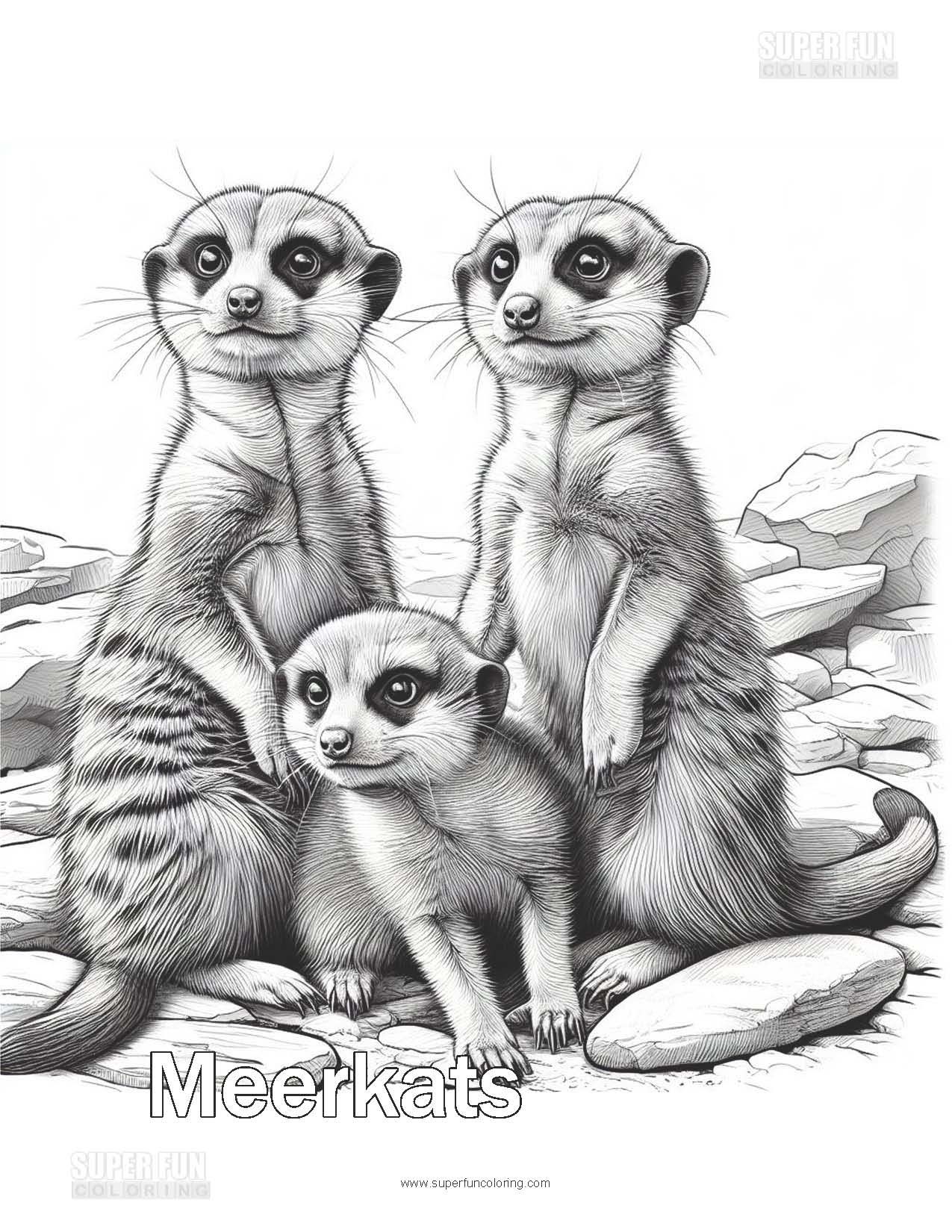 Meerkat Coloring Page