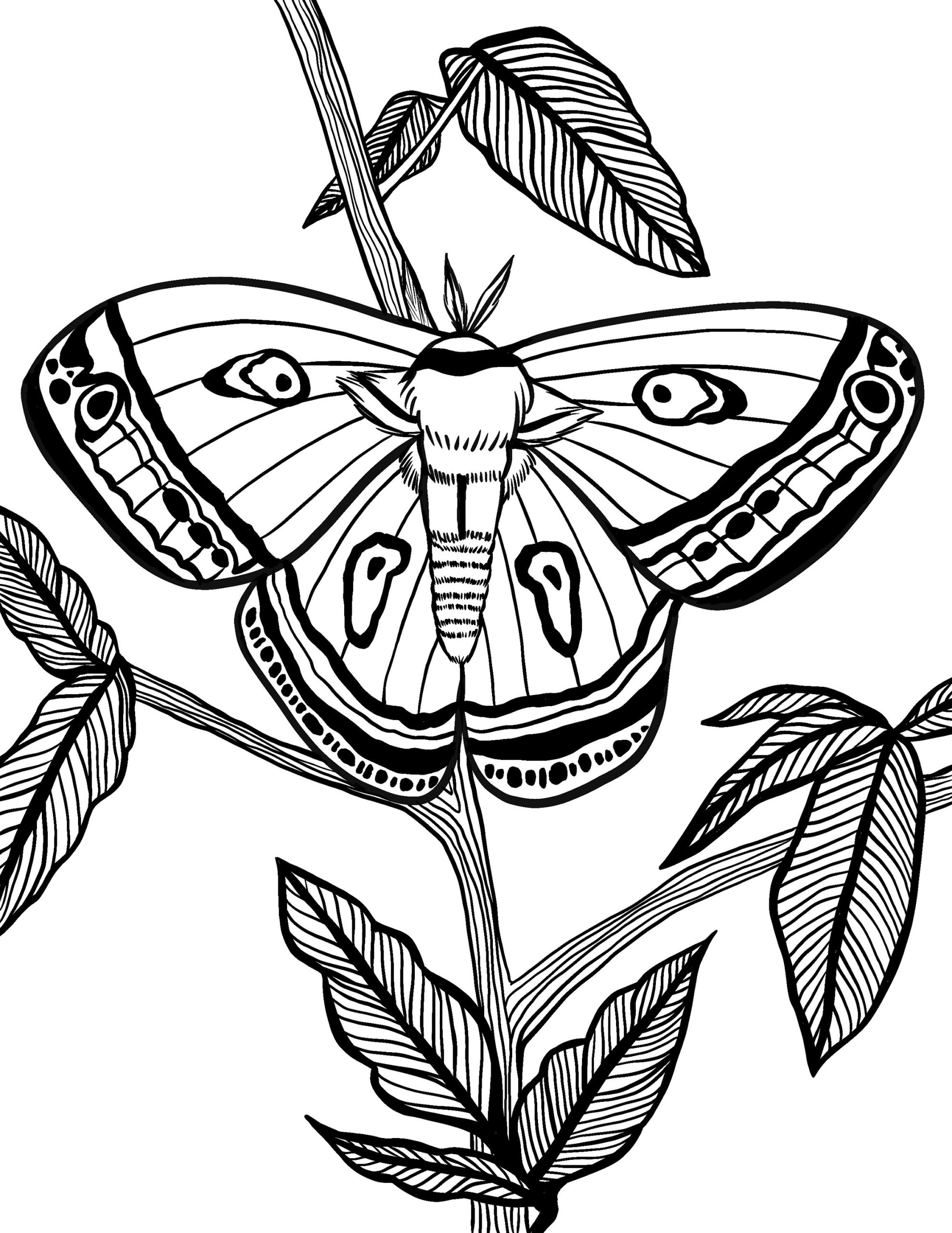 Moth Digital Coloring Page For Kids And Adults Instant Download Printable Etsy