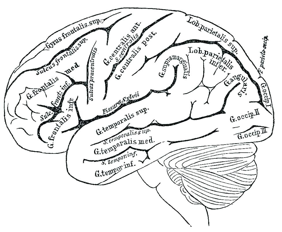 Nervous System Coloring Page