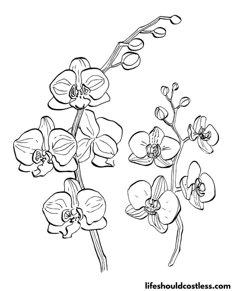 Orchid Coloring Pages Free Printable PDF Templates Life Should Cost Less