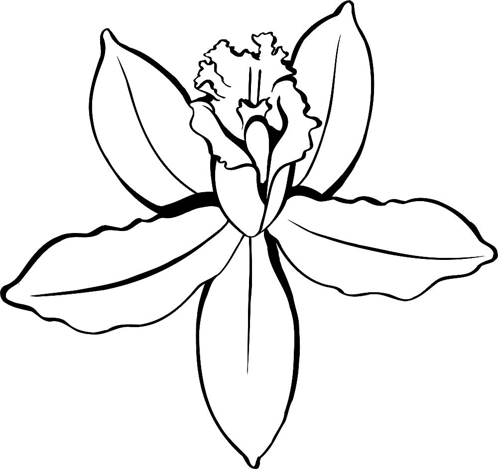 Orchid Coloring Page
