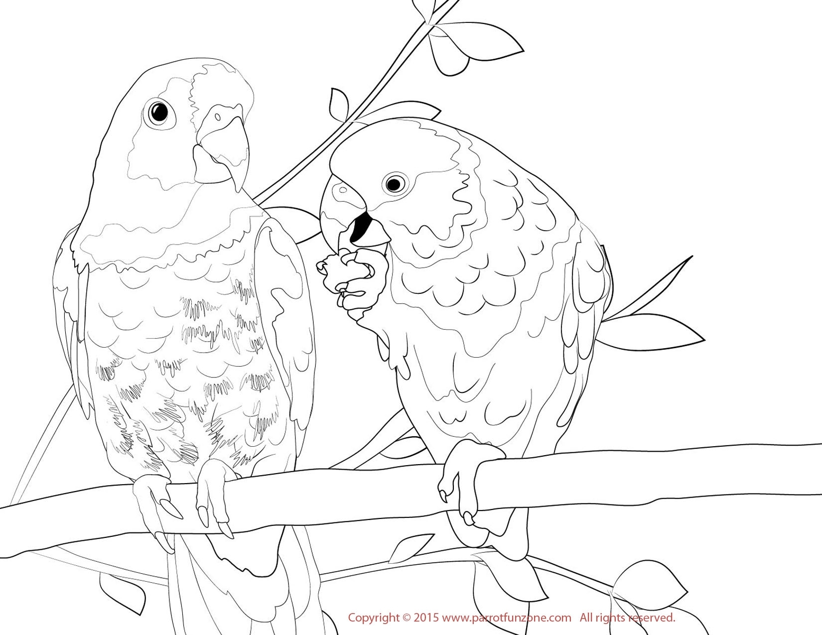 Parakeet Coloring Pages