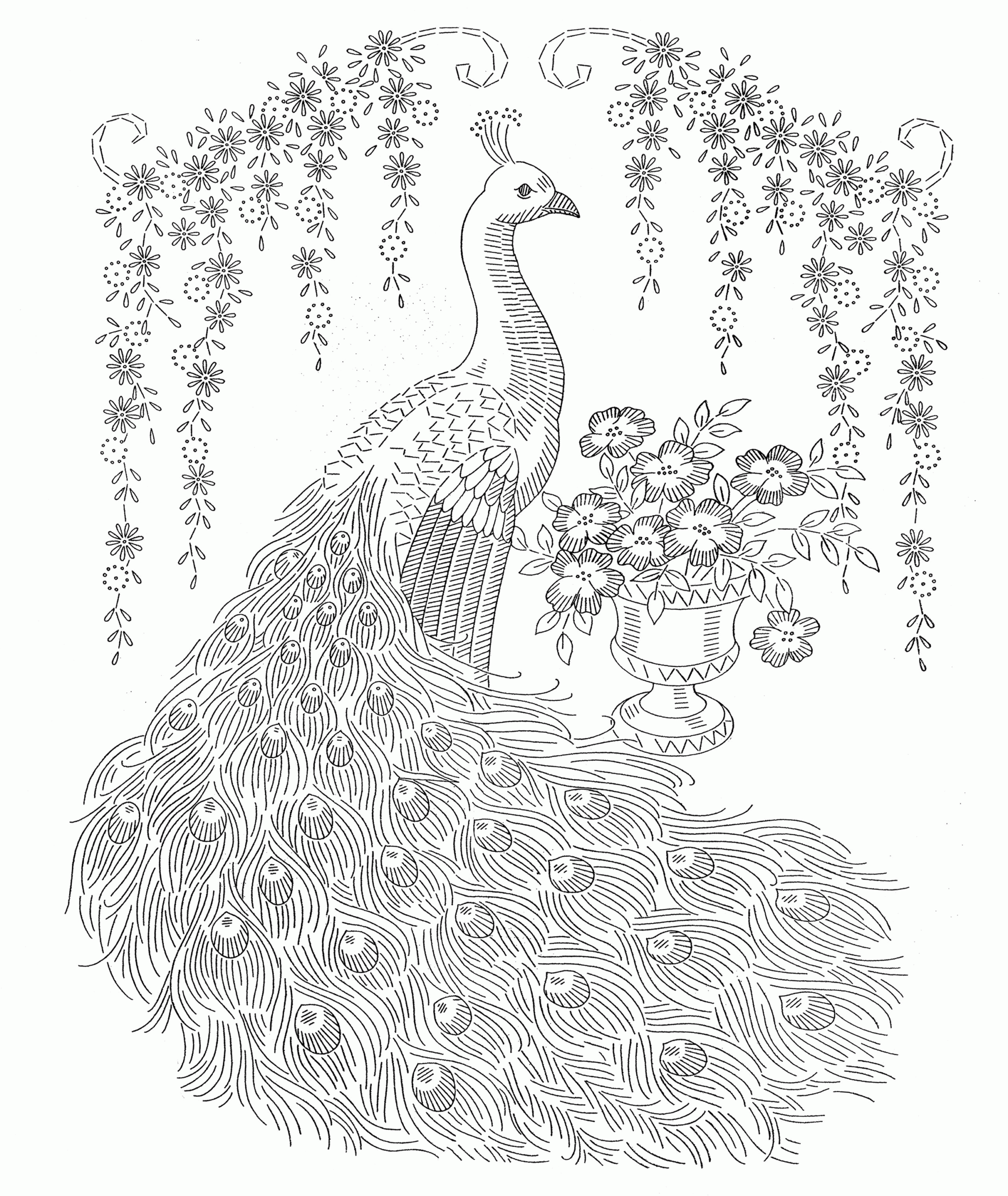 Peacock Coloring Pages For Adults Adult Coloring Pages Peacock Coloring Home Discover Our