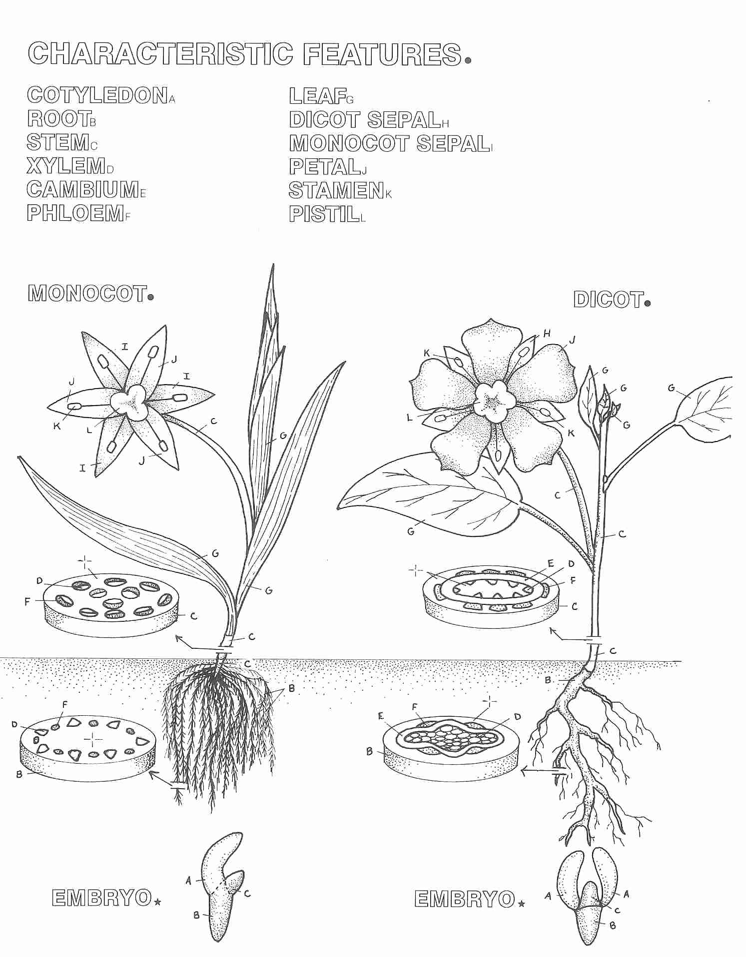 Photosynthesis Coloring Page Printable Sketch Coloring Page