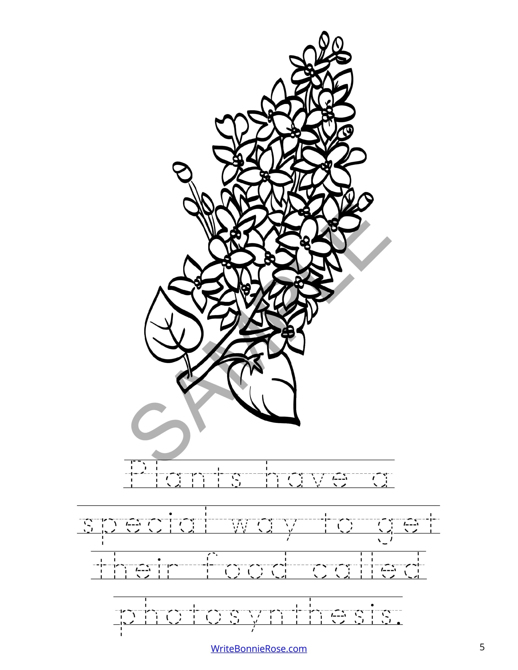 Photosynthesis Coloring Page