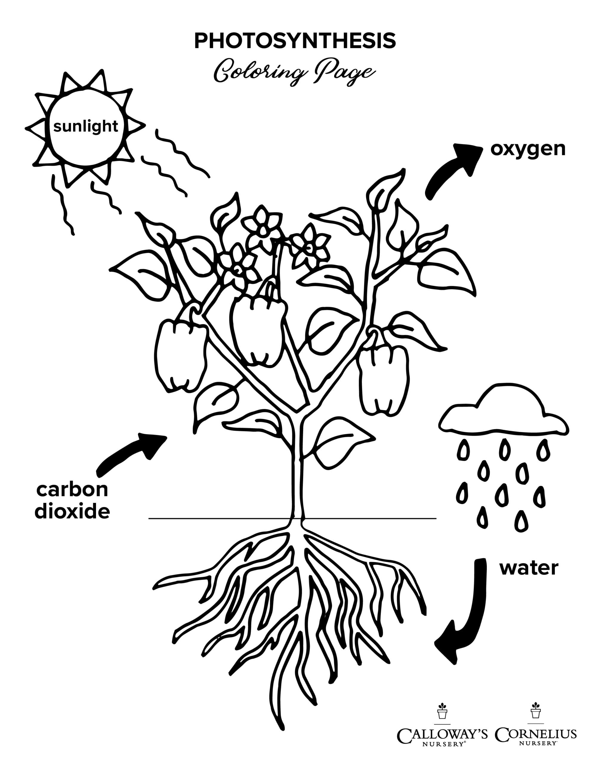 Photosynthesis Coloring Pages