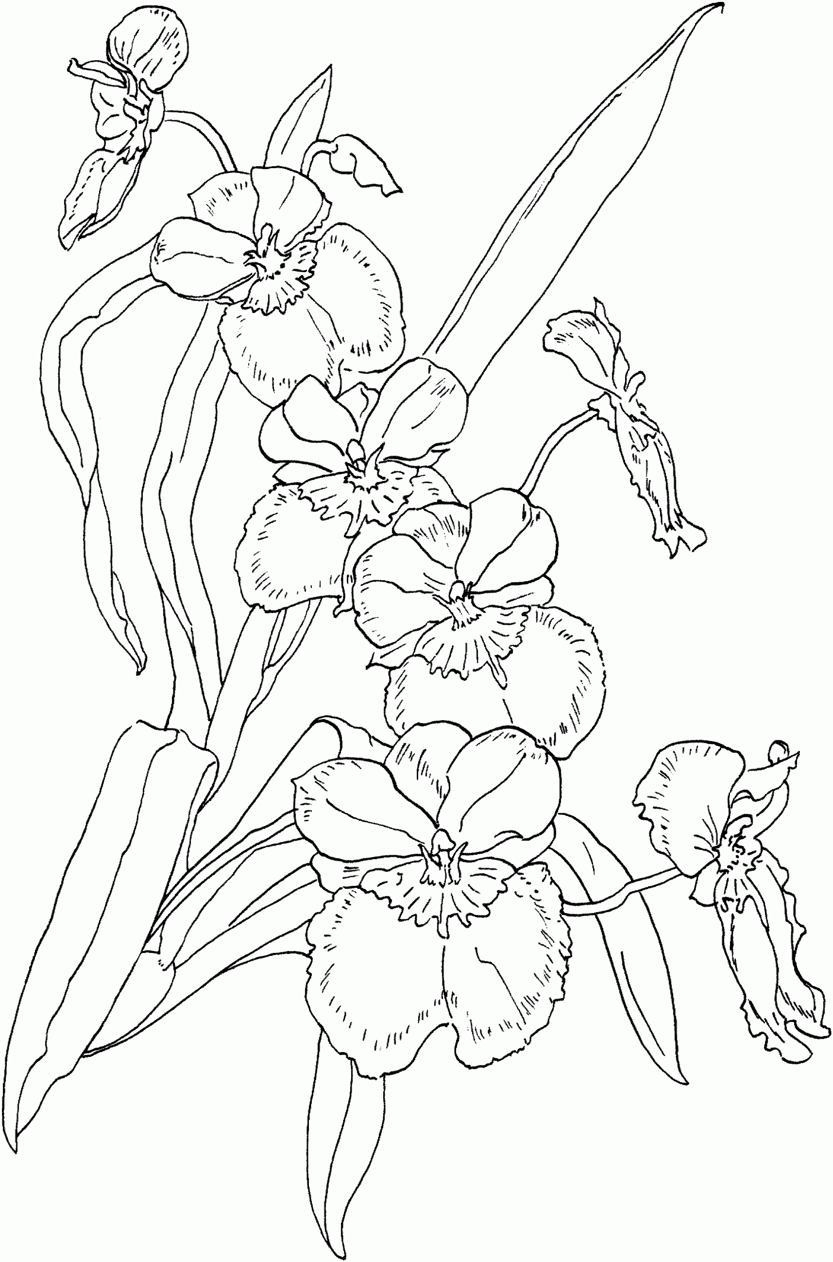 Pin On Orchid
