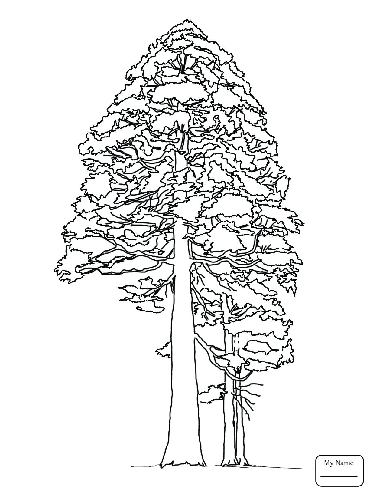 Pine Cone Coloring Page At GetColorings Free Printable Colorings Pages To Print And Color