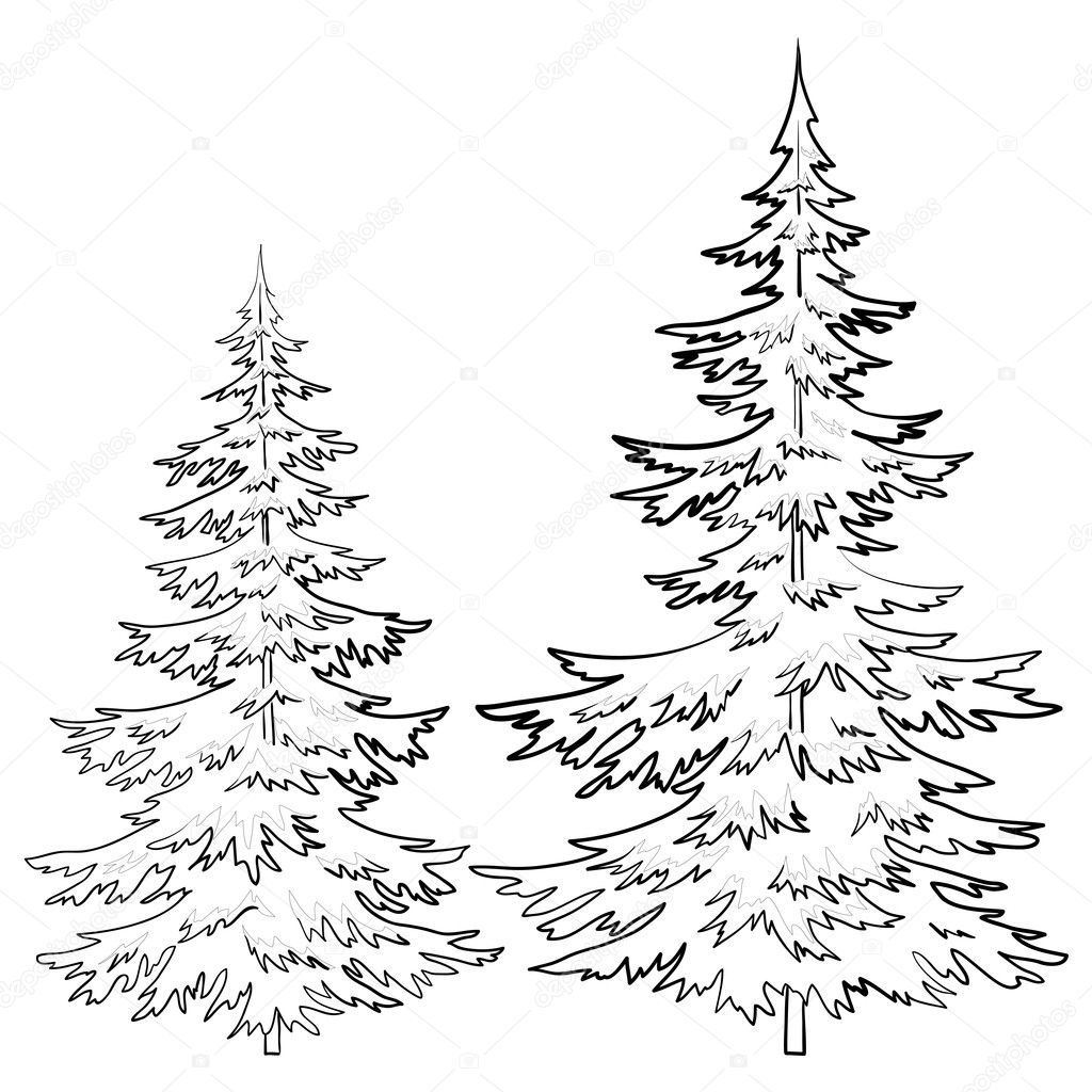 Pine Tree Drawings Black And White Sketch Coloring Page Pine Tree Drawing Tree Drawings