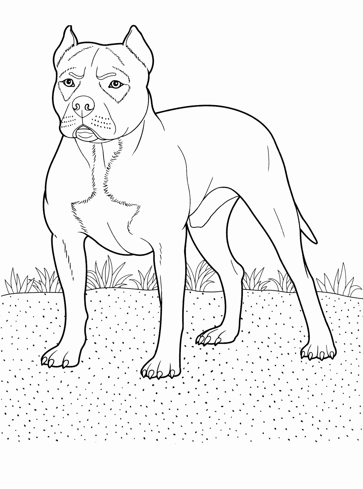 Pitbull Coloring Pages Best Coloring Pages For Kids