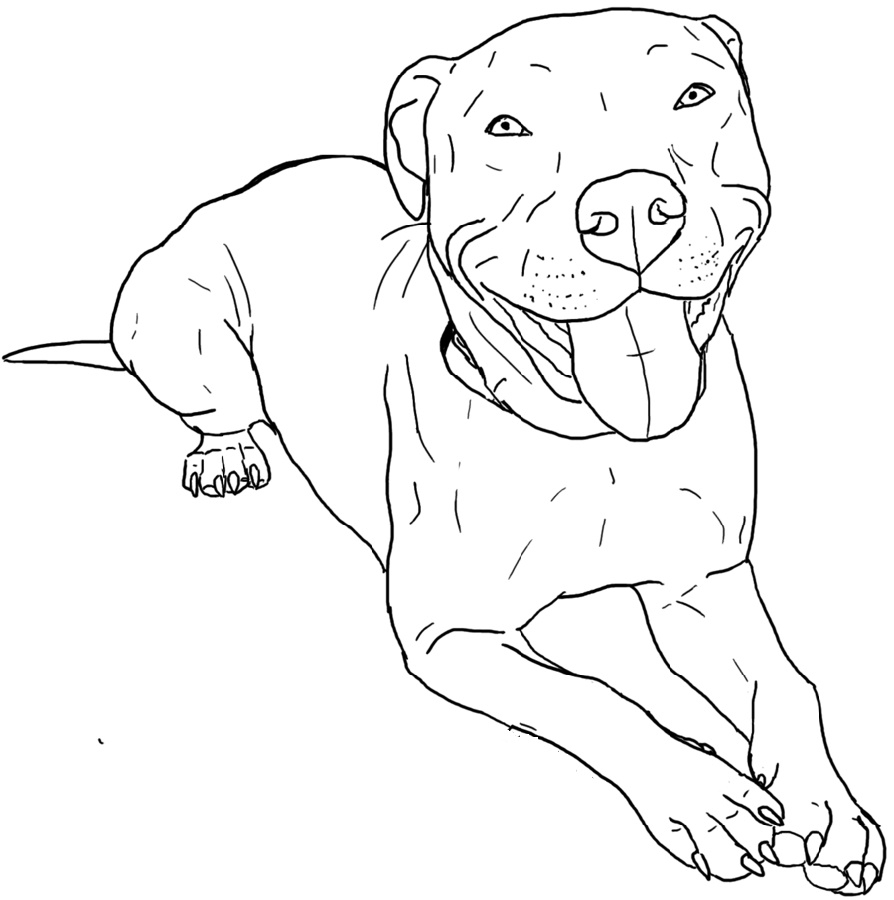 Pitbull Coloring Pages Free Download Educative Printable