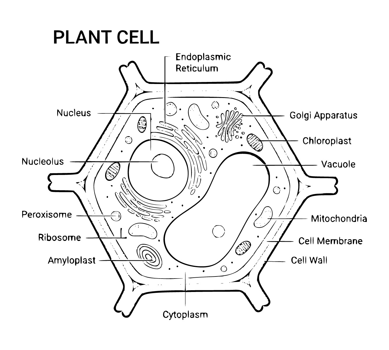Plant Cell Coloring Sheets Coloring Pages 3 Printable Sheets Simple To Draw Easy For Kids