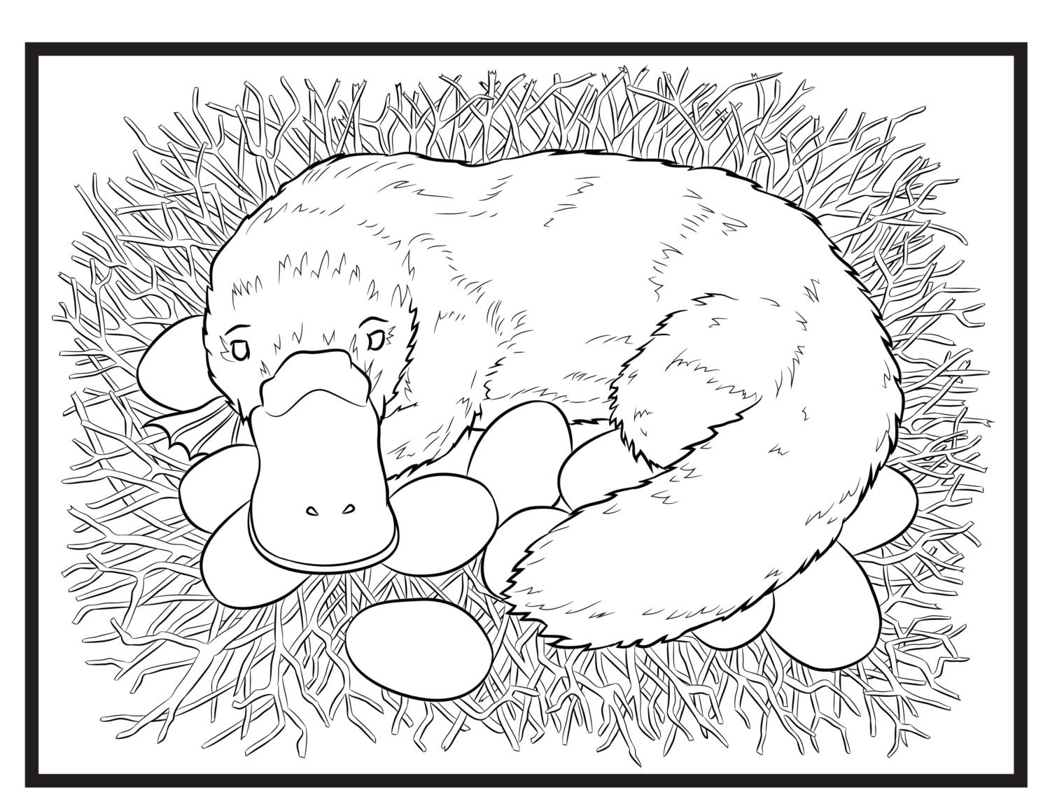 Platypus Single Coloring Page Etsy Hong Kong