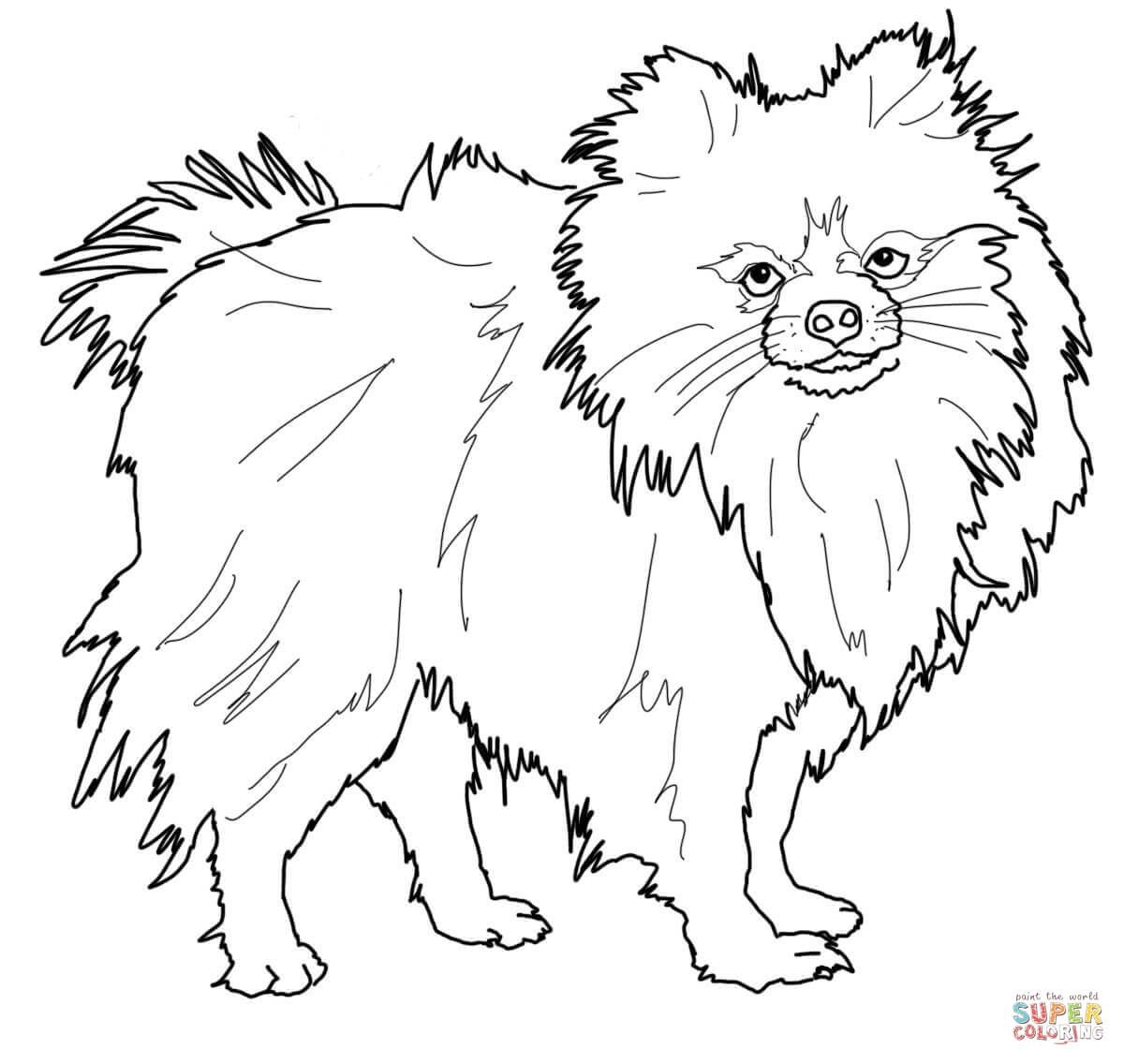 Pomeranian Puppy Coloring Pages At GetColorings Free Printable Colorings Pages To Print