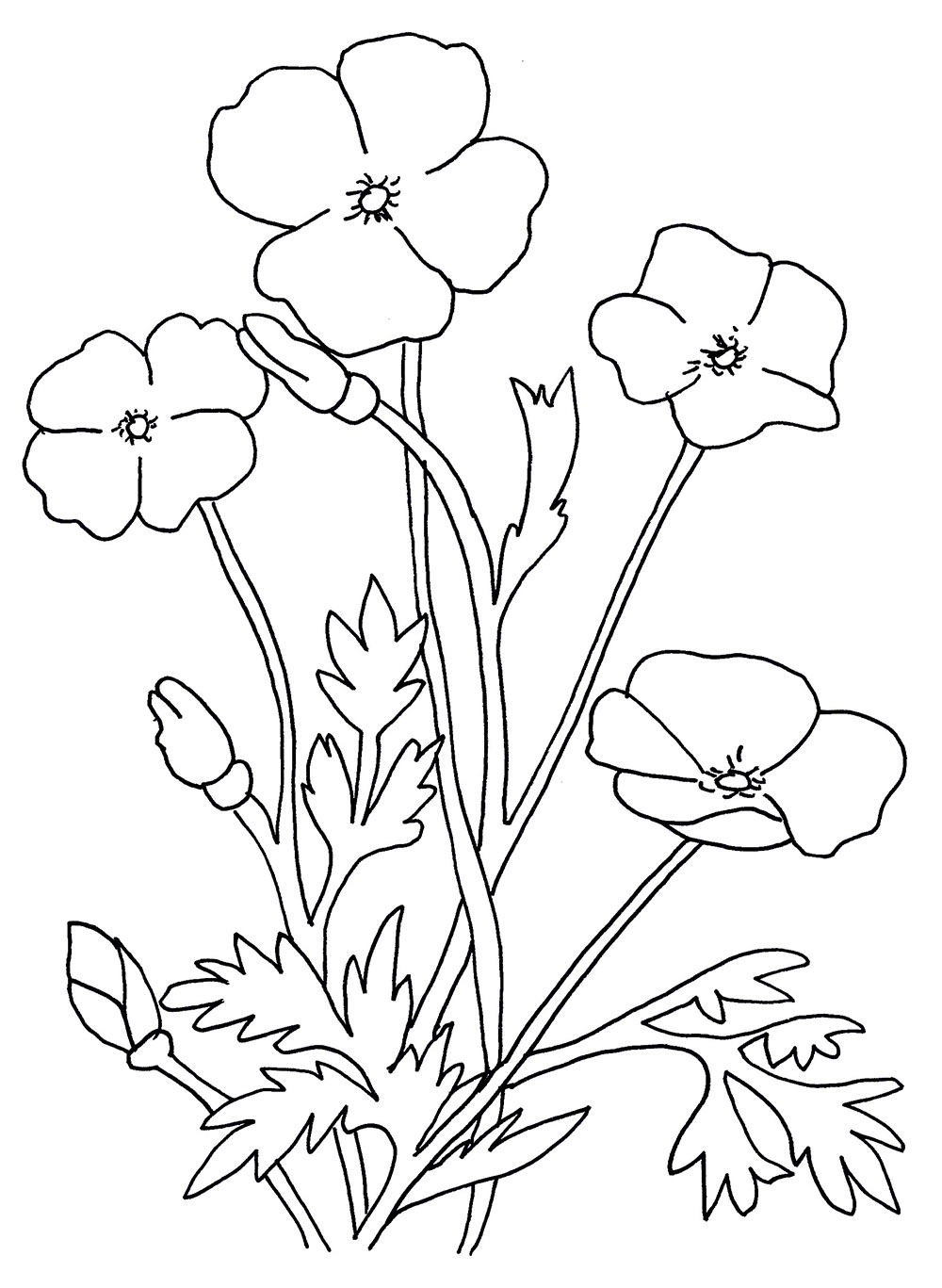 Poppy Flowers Coloring Pages Download And Print For Free
