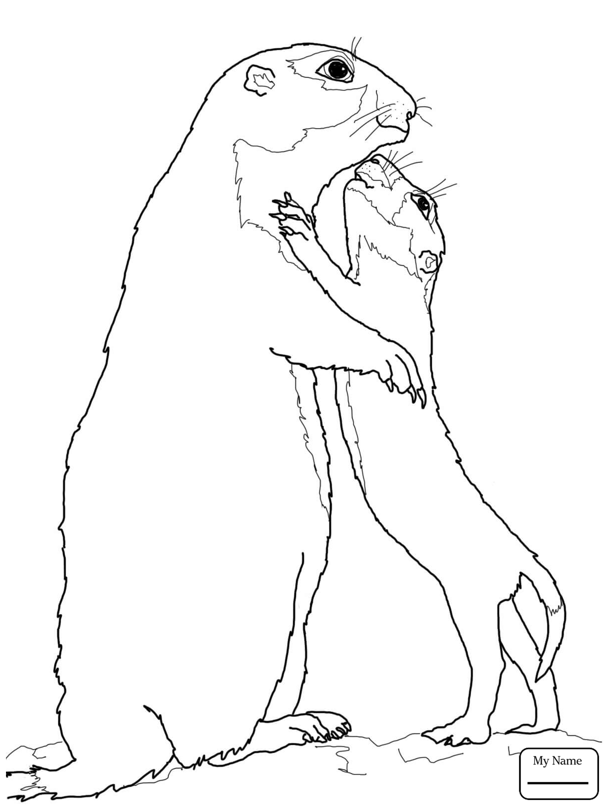 Prairie Dog Drawing At GetDrawings Free Download