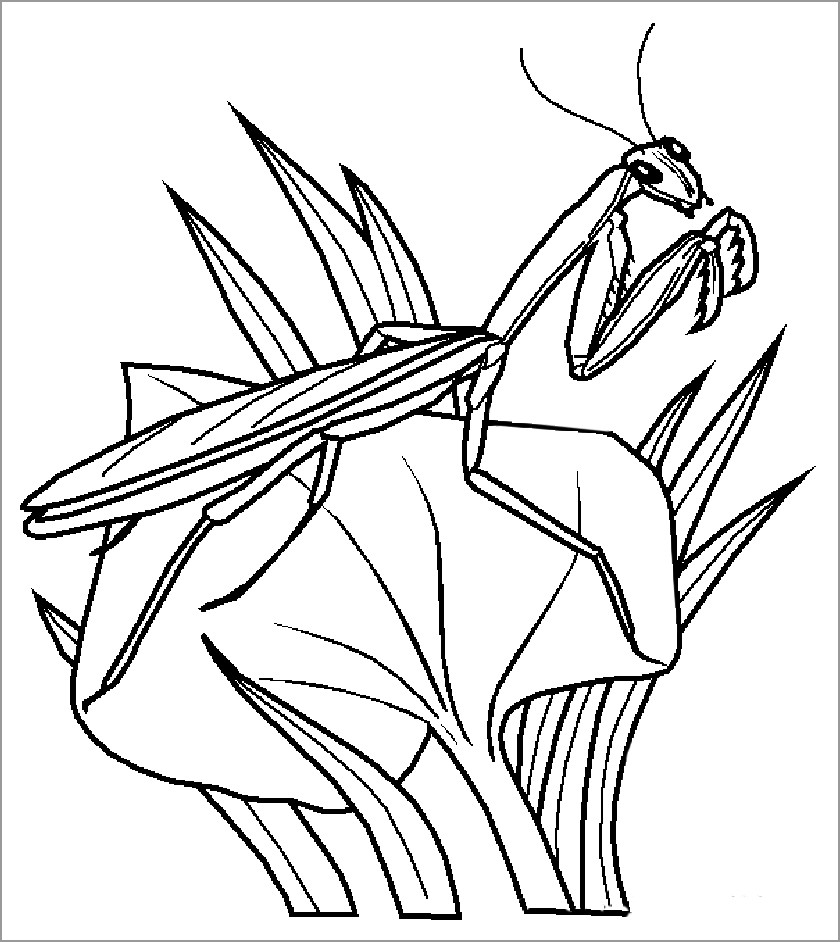 Praying Mantis Coloring Pages ColoringBay