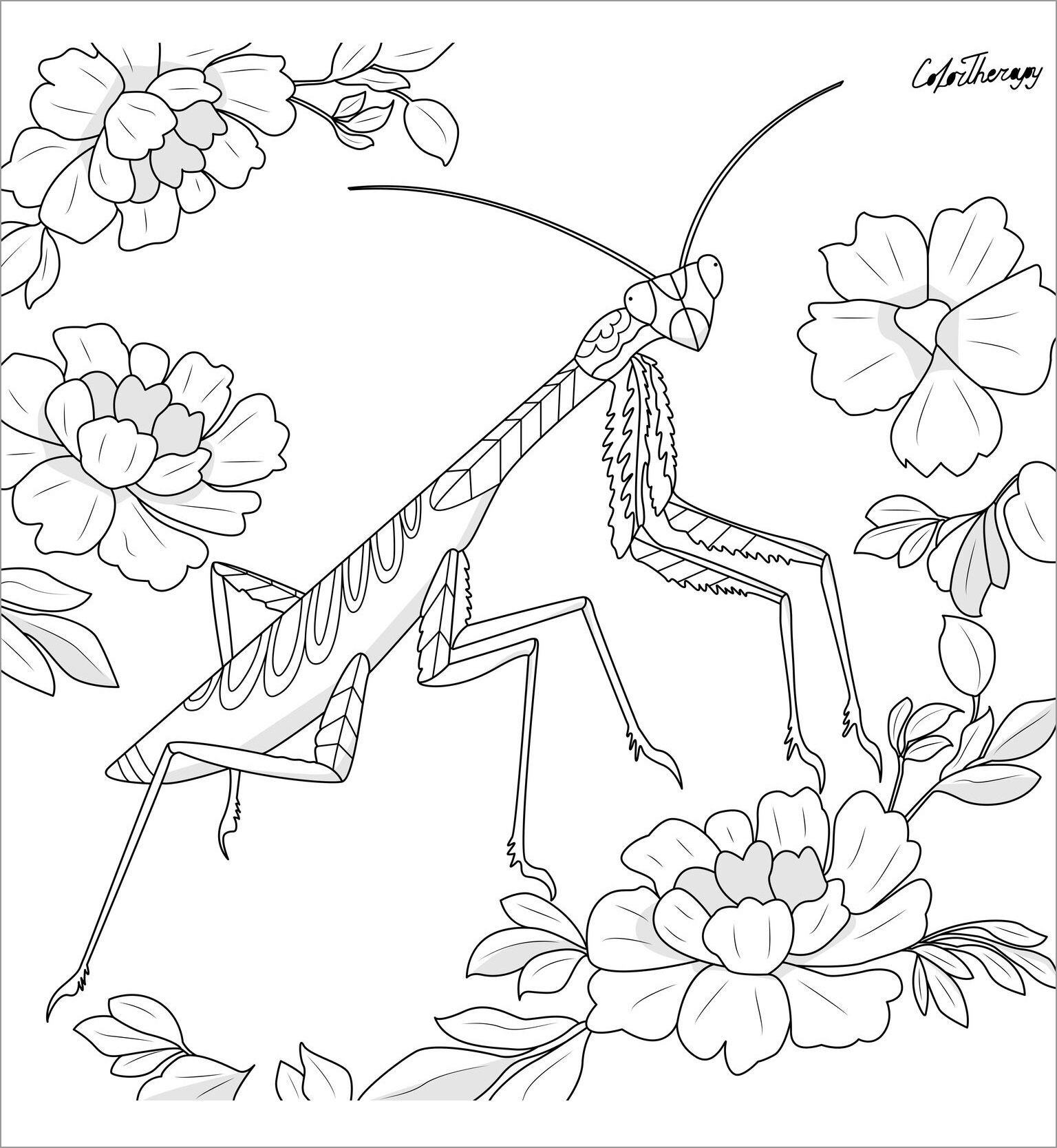 Praying Mantis Coloring Pages ColoringBay