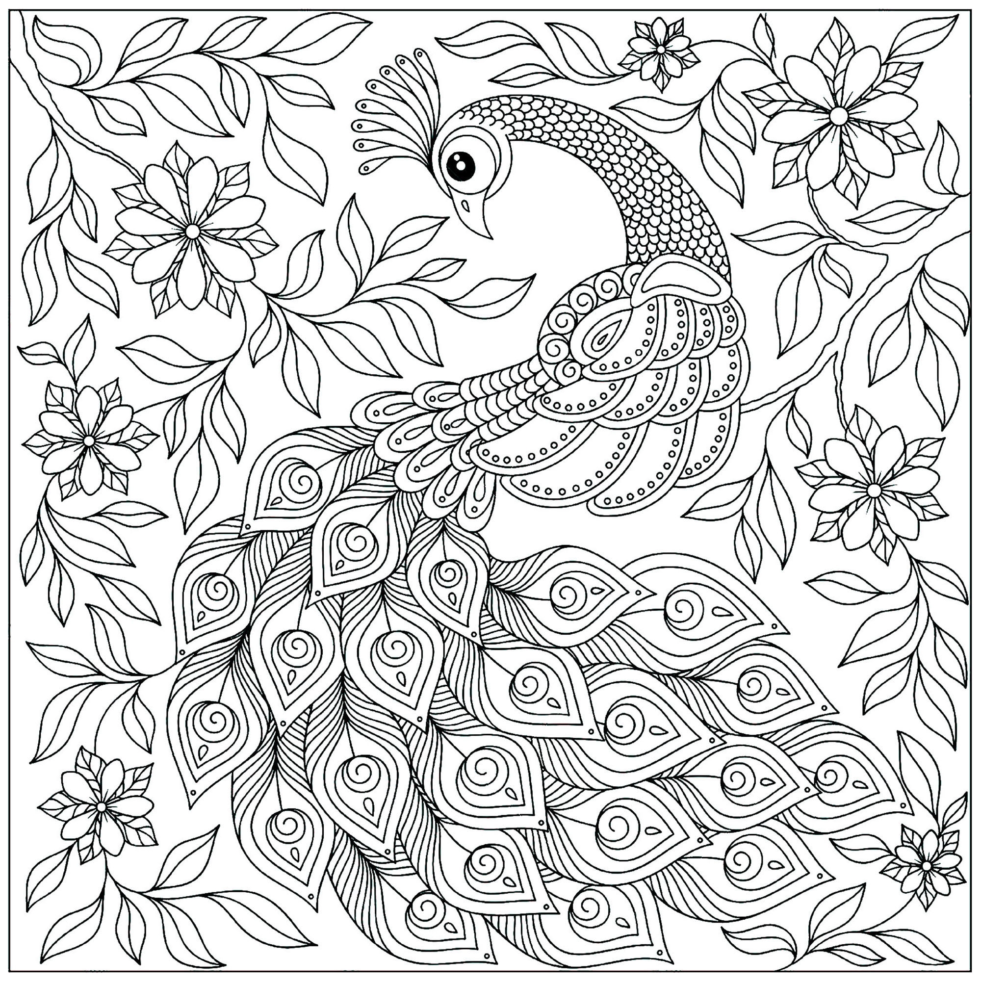 Peacock Coloring Page
