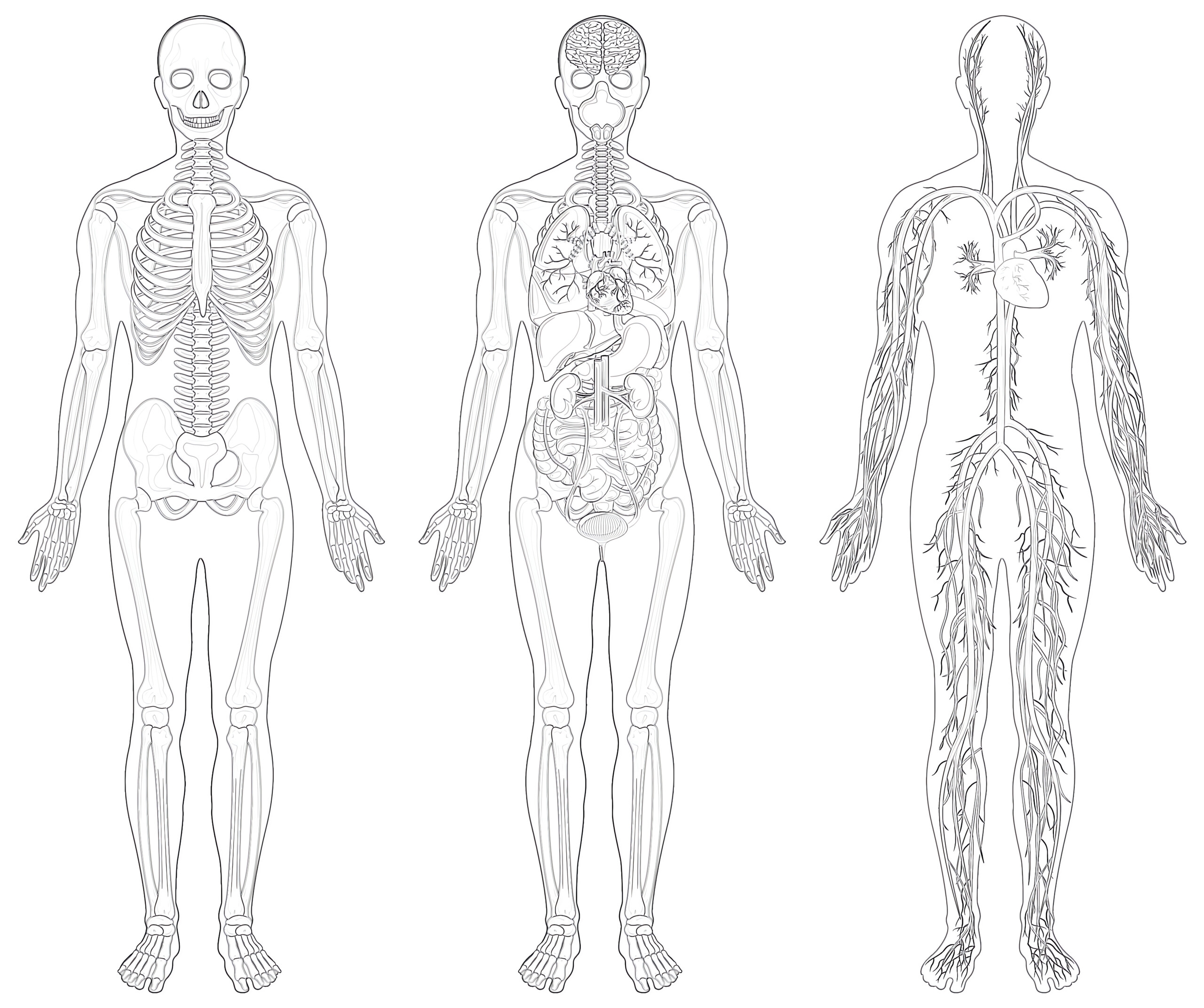 Printable Anatomical Structure Human Coloring Page Mimi Panda