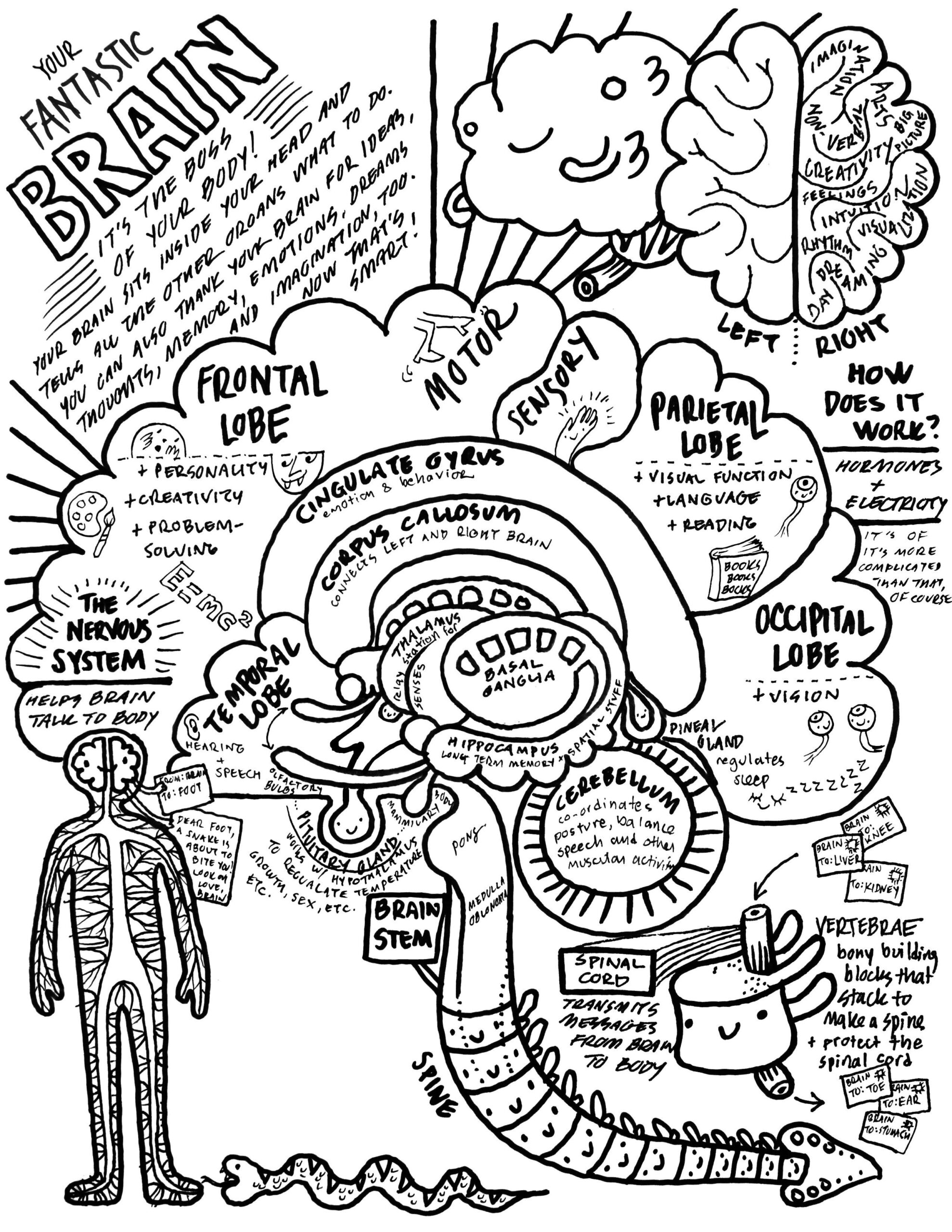 Printable Brain Anatomy Coloring Pages