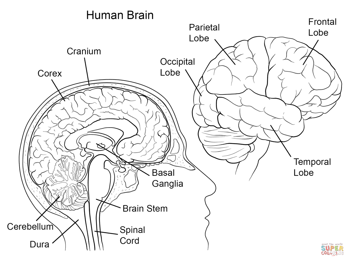 Printable Brain Coloring Sheet Free Coloring Pages For Kids And Adult