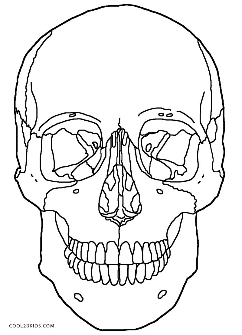 Printable Skull Anatomy Coloring Pages