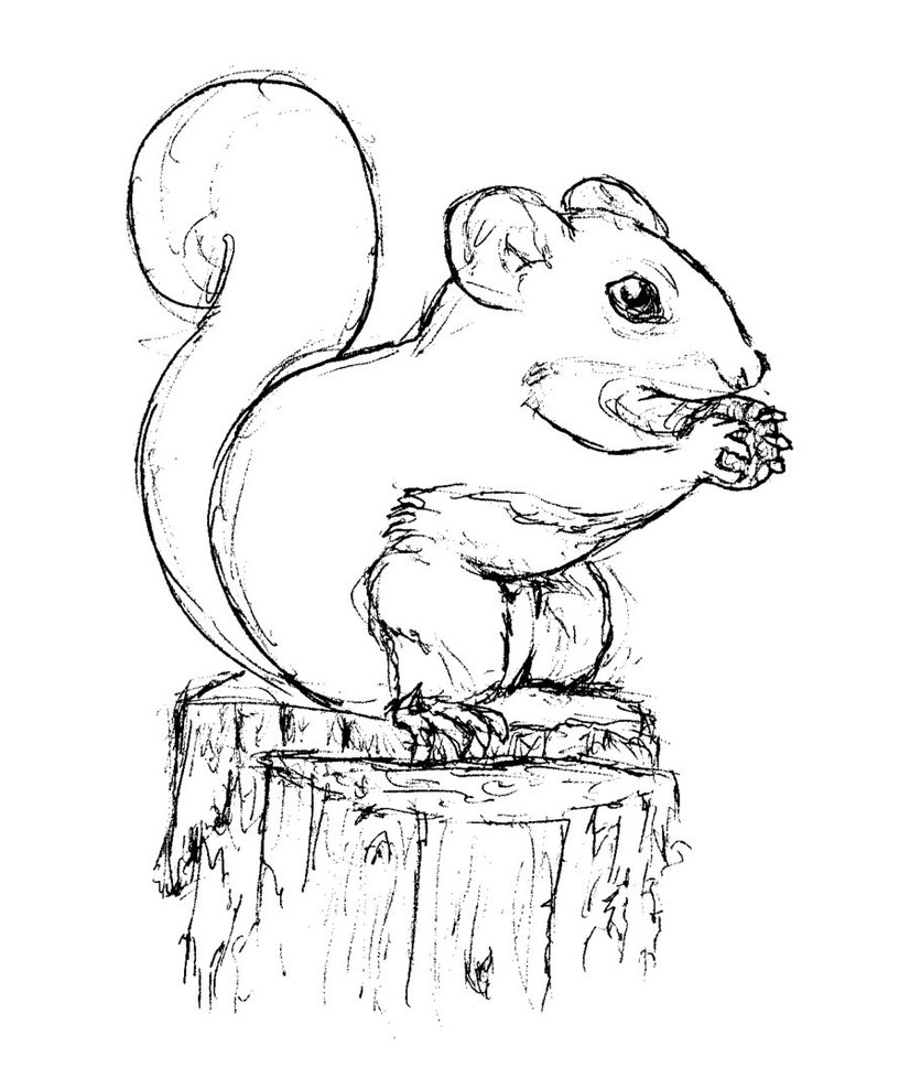Printable Squirrel Coloring Page