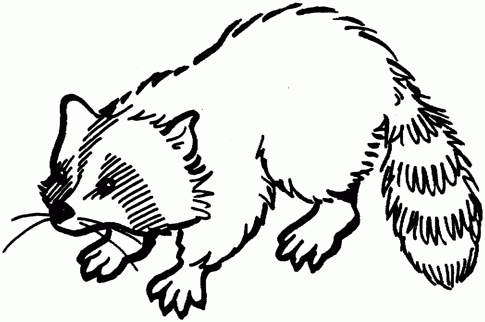 Raccoon Outline Coloring Pages