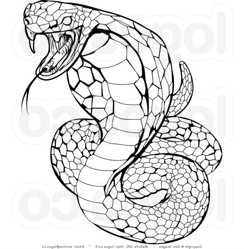 Rattlesnake Colouring Pages Teachcreativa
