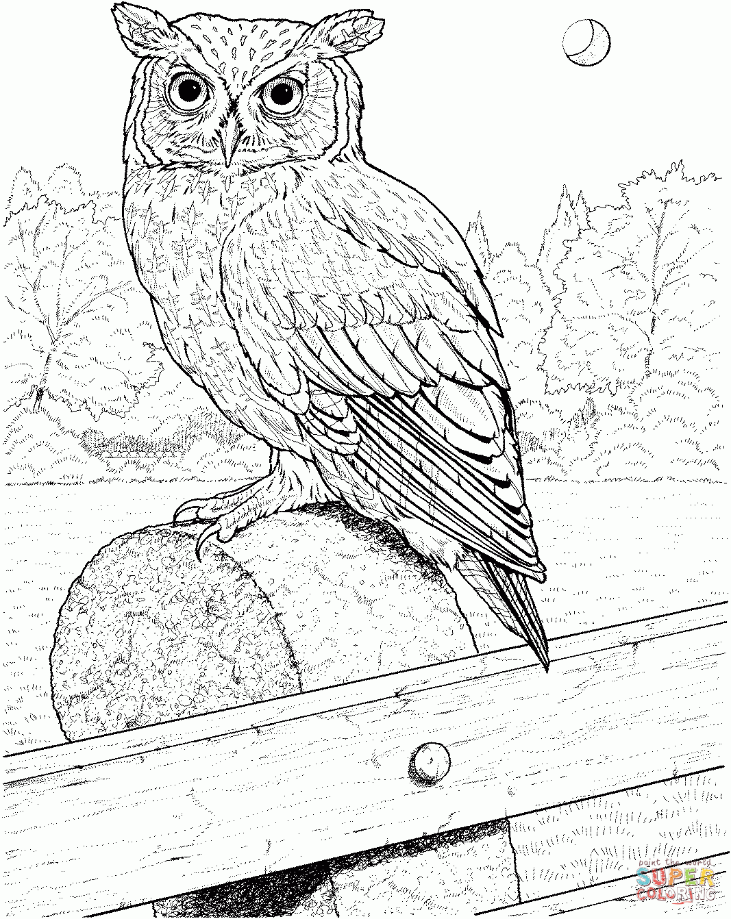 Realistic Barn Owl Drawing At GetDrawings Free Download