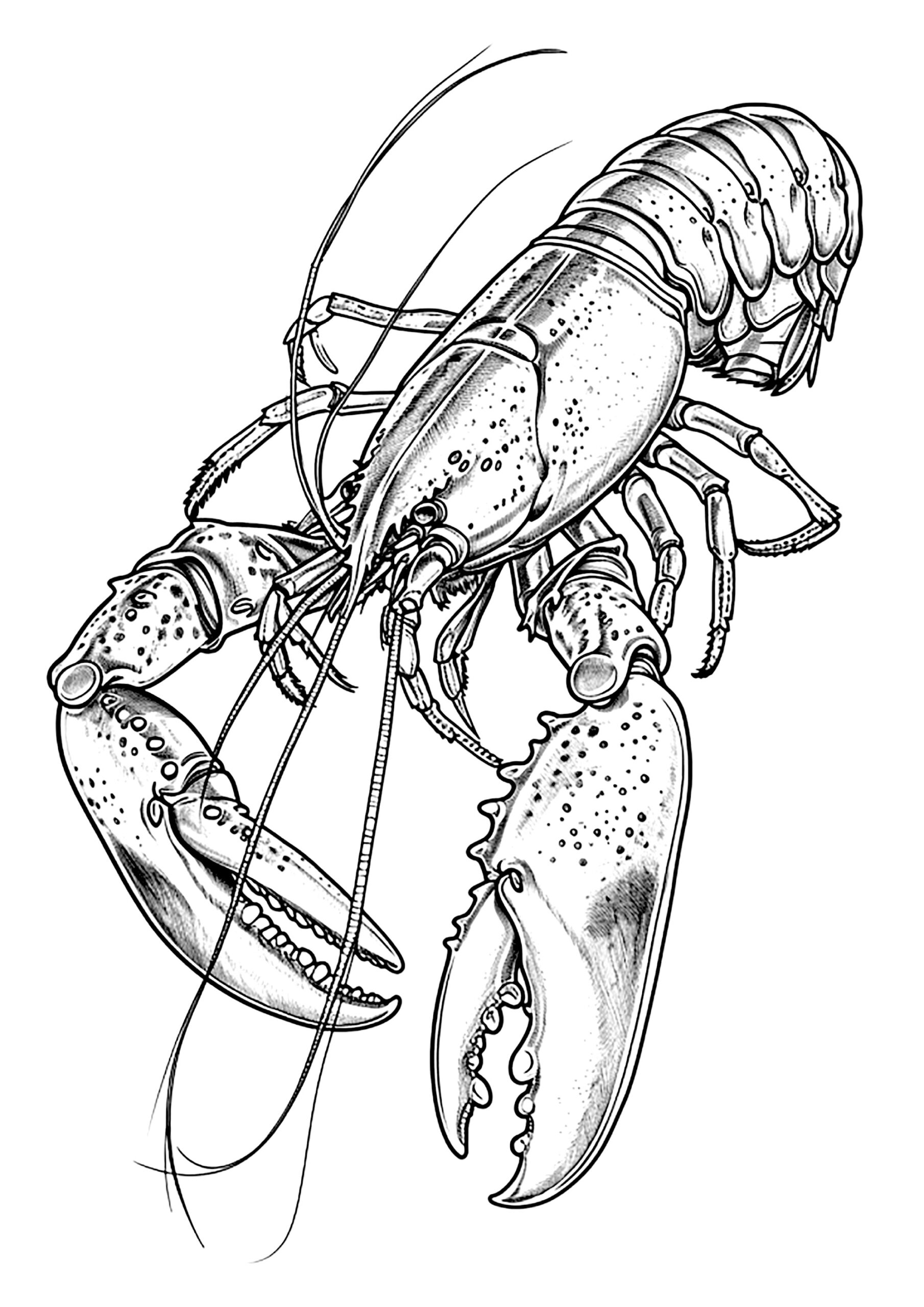 Realistic Drawing Of A Lobster Lobster Coloring Pages For Kids