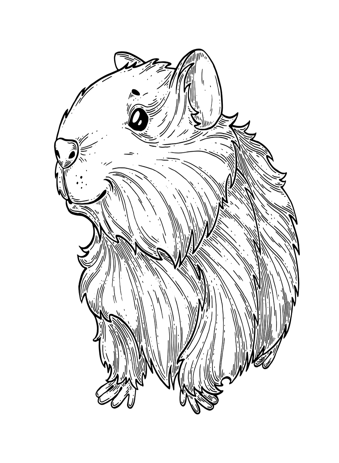 Realistic Guinea Pig Coloring Page Free Printable Coloring Pages