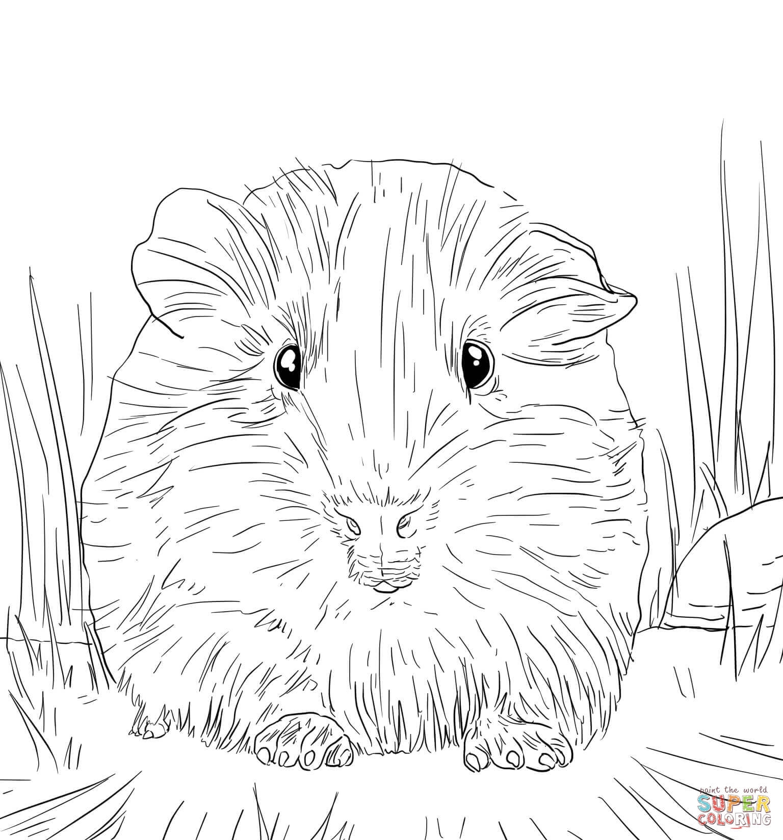Realistic Guinea Pig Coloring Pages Coloring Pages