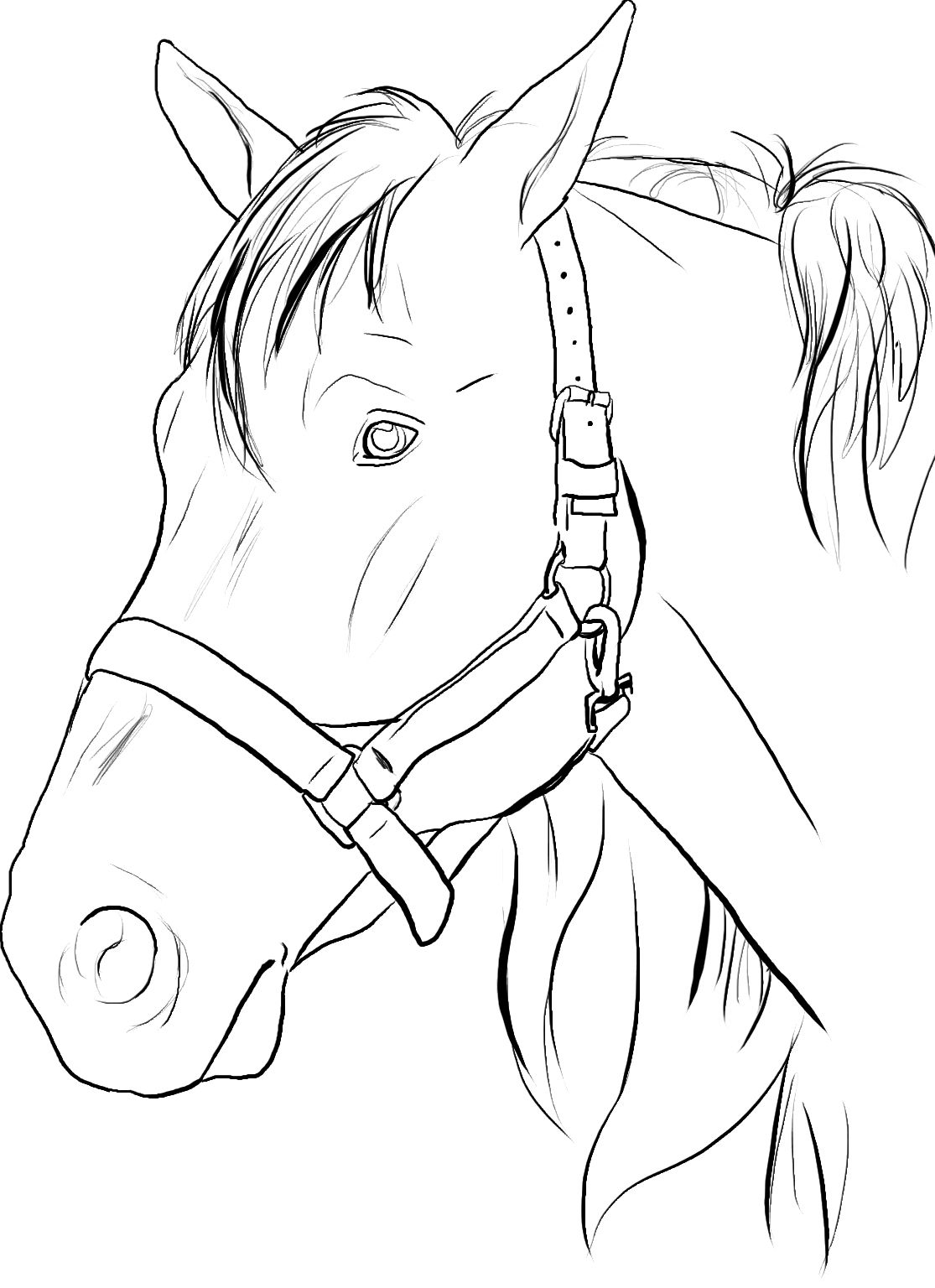 Realistic Horse Head Coloring Pages