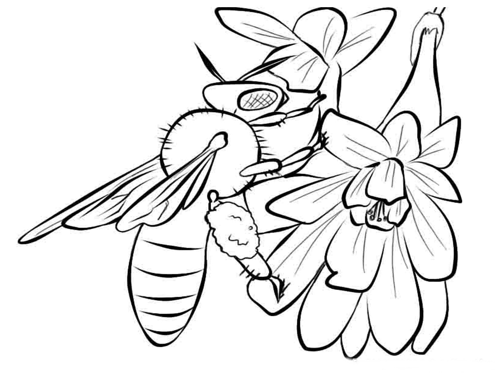 Realistic Insect Coloring Pages At GetDrawings Free Download