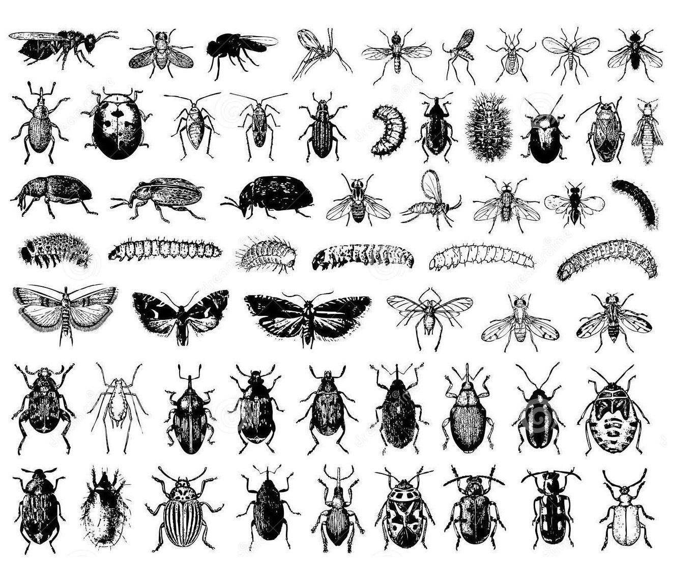 Realistic Insect Coloring Pages